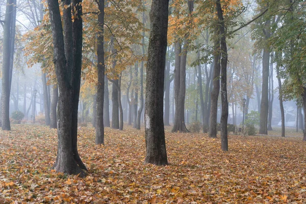 Városi Park Ősszel Ködös Reggel Gomel Fehéroroszország — Stock Fotó