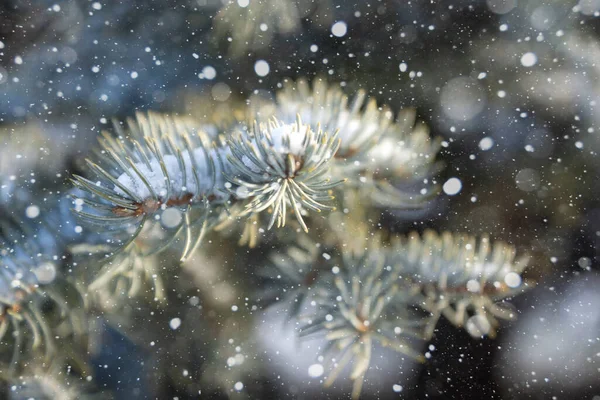 Branch Blue Spruce Snow Winter Morning — Stockfoto