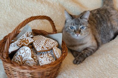 Evde mavi gözlü şirin bir kedi var..