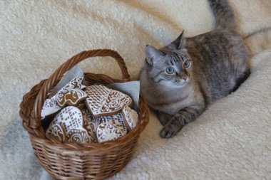 Evde mavi gözlü şirin bir kedi var..