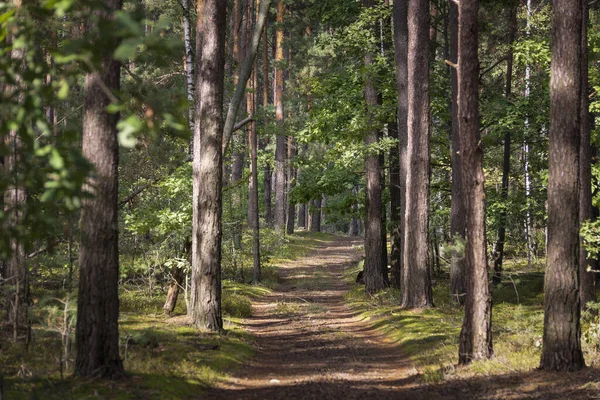 Erdei Fák Között Egy Nyári Reggelen — Stock Fotó