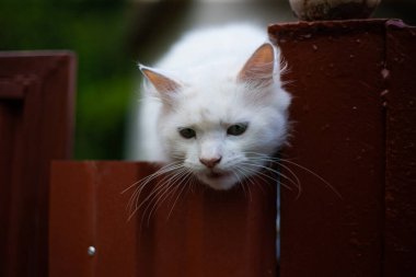 Beyaz tüylü kedi çitin üstünde