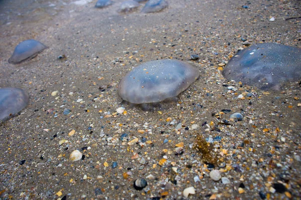 Medusas mortas jazem na praia na areia — Fotografia de Stock