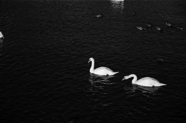 Suda siyah beyaz iki güzel beyaz kuğu.