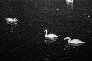 Suda siyah beyaz iki güzel beyaz kuğu.