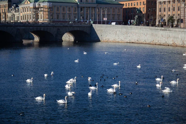 Grote verzameling vogels meer in het centrum van de stad, veel zwanen, eenden — Stockfoto