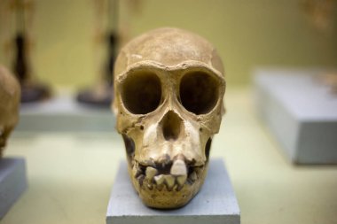 Bir doğa müzesinde antik bir maymunun kafatası.