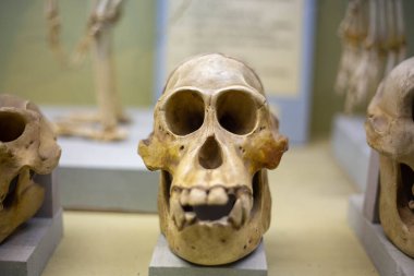 Bir doğa müzesinde antik bir maymunun kafatası.