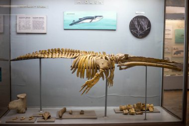 Müzedeki antik bir balinanın iskeleti.