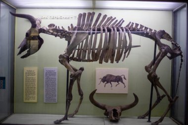 Müzedeki antik bir artiodactyl boğasının iskeleti.