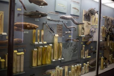 Müzedeki gerçekçi doldurulmuş vahşi hayvan.