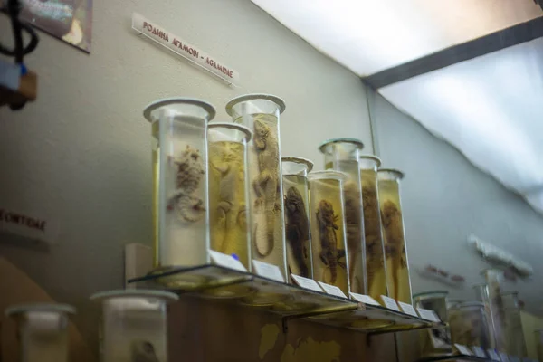 Мертвые рептилии бальзамированы в специальном судне маслом — стоковое фото