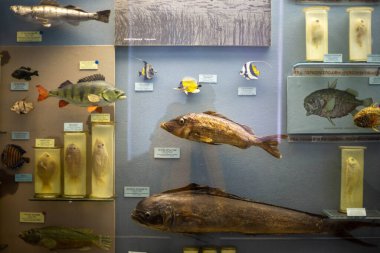 Müzedeki gerçekçi doldurulmuş vahşi hayvan.