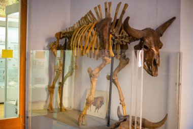 Müzedeki antik bir artiodactyl boğasının iskeleti.