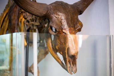 Müzedeki antik bir artiodactyl boğasının iskeleti.