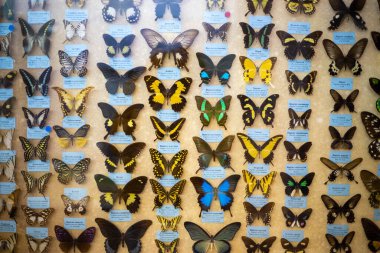 Farklı renkte kelebeklerin doldurulmuş hayvanlarının yanında dur.