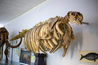 Müzedeki antik bir balinanın iskeleti.