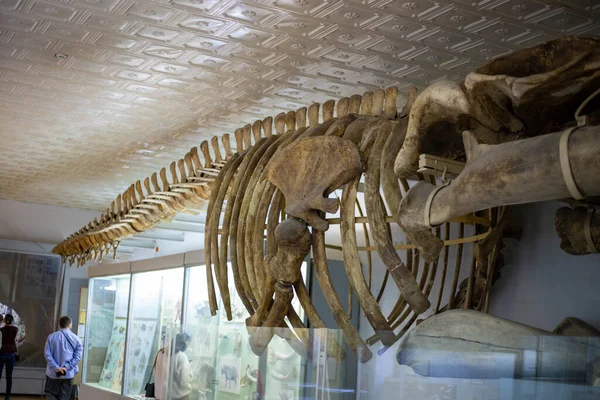 Скелет древнего кита в музее — стоковое фото