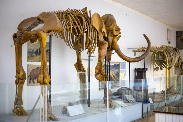 Скелет древнего мамонта в музее природы — стоковое фото