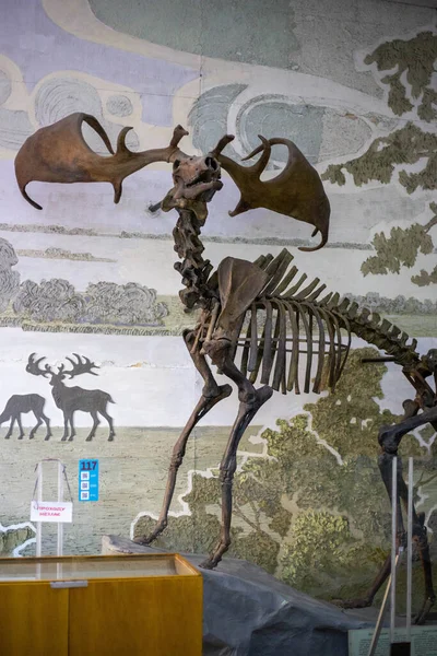 Скелет древнего артиодактильного быка в музее — стоковое фото