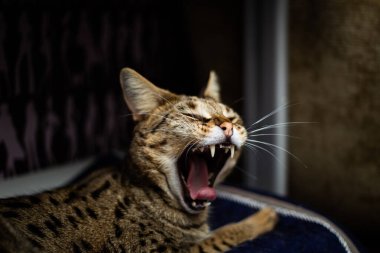 Savannah kedisi yeşil bir arka plan karşısında kaidesel bir yastıkta oturur.