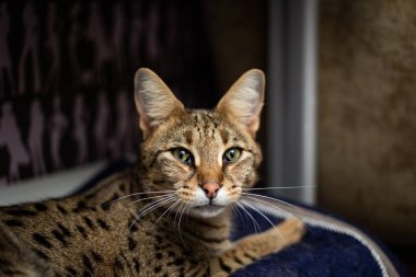 Savannah kedisi yeşil bir arka plan karşısında kaidesel bir yastıkta oturur.