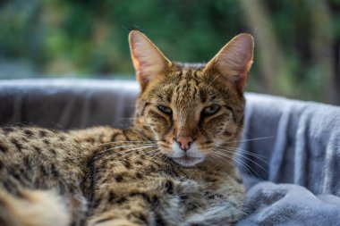 Savannah kedisi yeşil bir arka plan karşısında kaidesel bir yastıkta oturur.