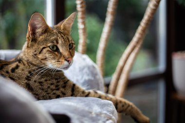 Savannah kedisi yeşil bir arka plan karşısında kaidesel bir yastıkta oturur.
