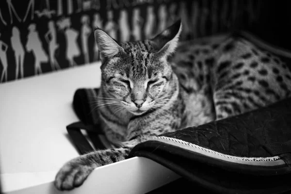 サバンナ猫は緑を背景に台座の枕の上に座っています — ストック写真