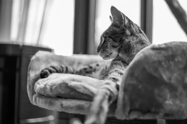 Savannah Gato Senta Travesseiro Pedestal Contra Fundo Verde — Fotografia de Stock