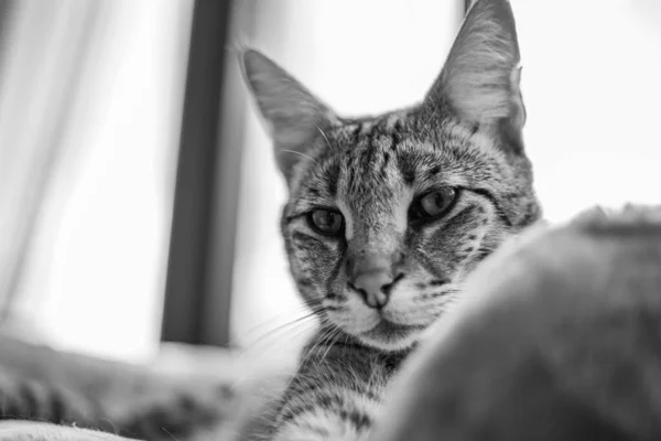 Savannah Cat Sitzt Auf Einem Sockelkissen Vor Grünem Hintergrund — Stockfoto