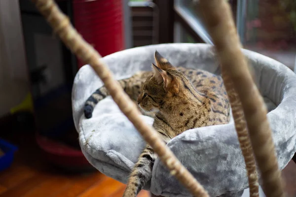 Savannah Kedisi Yeşil Bir Arka Plan Karşısında Kaidesel Bir Yastıkta — Stok fotoğraf