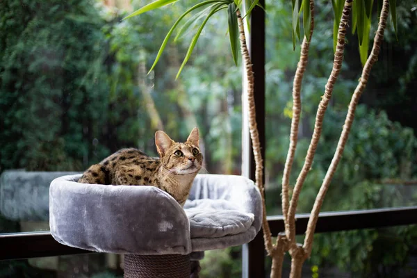 Savannah Kedisi Yeşil Bir Arka Plan Karşısında Kaidesel Bir Yastıkta — Stok fotoğraf
