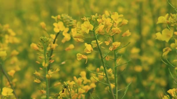 Mostarda campo — Vídeo de Stock