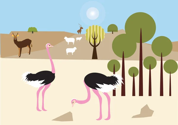 Ostriches in the desert — Stock Photo, Image