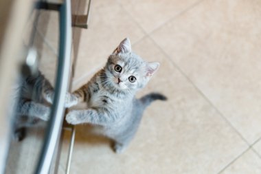 oyun oynayan kedi