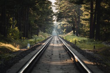 Yoğun yeşil bir ormanda ilerleyen tren raylarının yatay bir fotoğrafı Polonya 'daki Hel' de bulanık bir ön planı var.