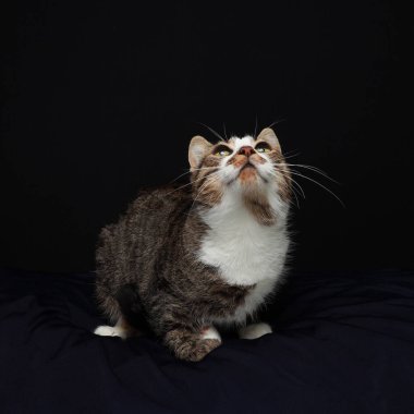 Kedi oynayacak bir şey arıyor.