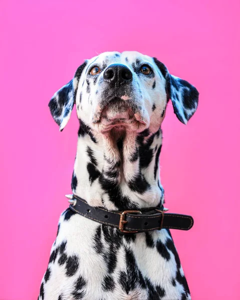 Dalmacja Photoportrait Podczas Międzynarodowego Dnia Psa — Zdjęcie stockowe