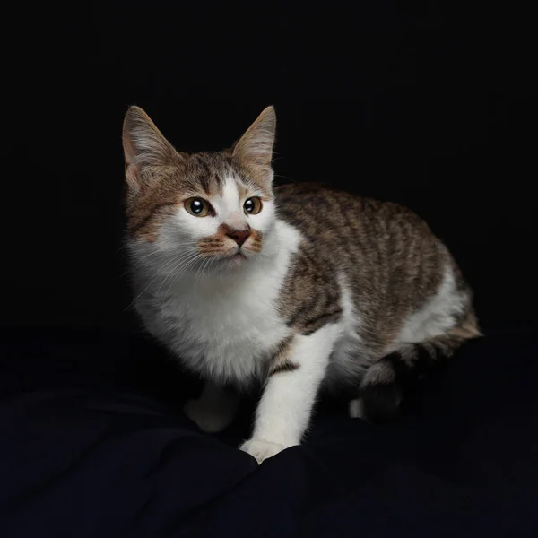 Katzen Fotoshooting Für Ein Tierheim — Stockfoto