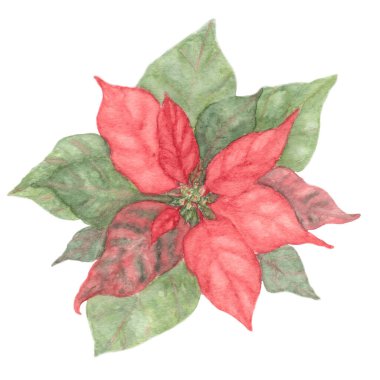 Poinsettia 'nın botanik suluboya resmi. Duvar kağıdı, bayrak, tekstil, kartpostal veya ambalaj kağıdı için el çizimi