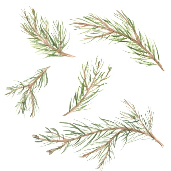 Christmas Pine Tree Branches Conjunto Aquarela Belas Ilustrações Festivas Para — Fotografia de Stock