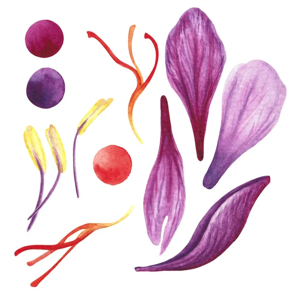 Sáfrány Szirmok Plusz Színek Dot Charta Kézzel Rajzolt Botanikus Akvarell — Stock Fotó