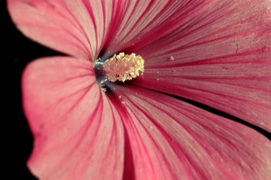 Transilvanya çiçek