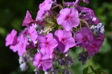 Transilvanya çiçek