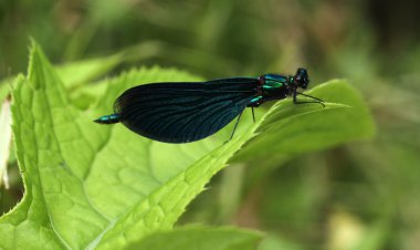 Bir çiçeğin üzerindeki hata