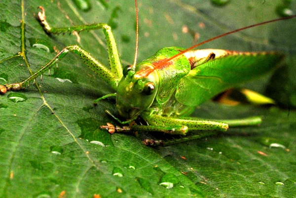 Bug de gafanhoto — Fotografia de Stock