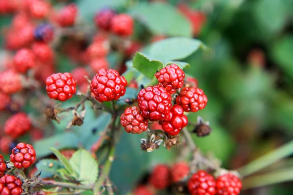 Red Mulberry — Stock Photo, Image