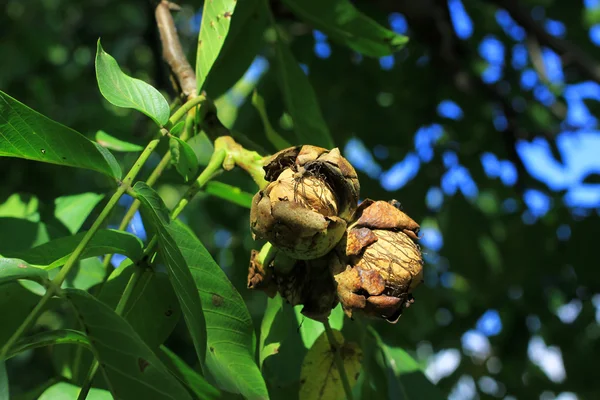 Ripe walnuts — Stock Photo, Image