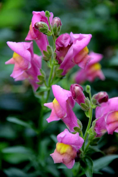 Flowers from Transylvania — Stock Photo, Image